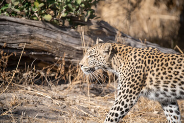 Leopard in Khwai - Botswana