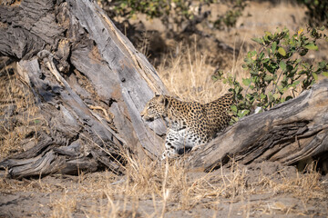 Leopard in Khwai - Botswana