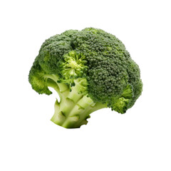 Single Raw Healthy Green Broccoli Florets. Isolated on Background