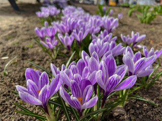 in spring and April, blue crocuses bloom in the city flower bed