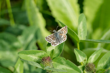 Grizzled Skipper (Pyrgus malvae) butterfly sitting on a green leaf in Zurich, Switzerland