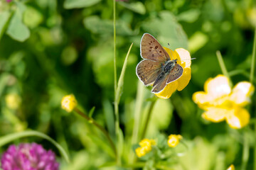 Male sooty copper butterfly (Lycaena tityrus) perched on yellow marsh marigold in Zurich, Switzerland