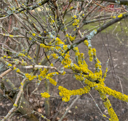 the branches of the bush are covered with moss