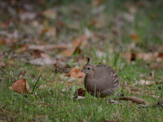 Female California Quail (Callipepla californica) standing in green grass and brown leaves.