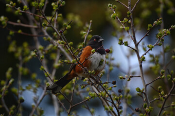 Spotted Towhee (Pipilo maculatus) perched on a budding spring branch.