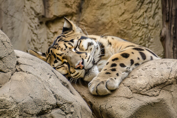 Cozy image of a clouded leopard napping peacefully on a rock, blending perfectly with the rocky texture, capturing a moment of serene relaxation in a naturalistic habitat