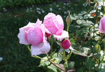 Colorful Roses and Buds Covered in Dewdrops