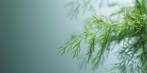 Fototapeta premium Close-up of a sprig of fresh green dill against a blurred background.