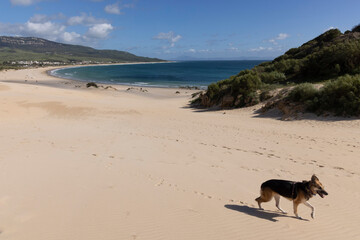 Punta Paloma beach in Spain with sand dunes and ocean view with a dog walking on a bright sunny day