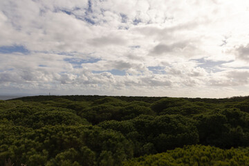 Pine forest growing on sand dunes at Punta Paloma on the spanish shoreline