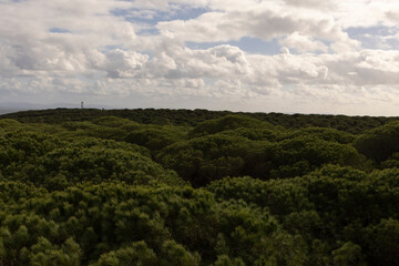 Pine forest growing on sand dunes at Punta Paloma on the spanish shoreline