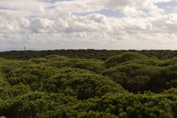 Lush green pine forest growing on sand dunes on the Spanish coat of Tarifa on a bright sunny day