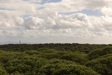 Green pine tree forest growing on sand dunes on the spanish coast of the atlantic in Punta Paloma...