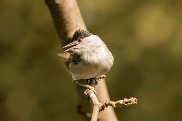 Eurasian male blackcap sits on the branch and sings its song toward the camera lens on a sunny...