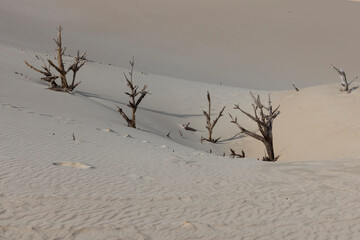 Dead tree stumps burried in sand dunes on a hot day