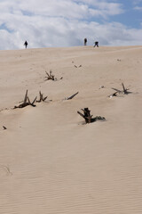 person walking up sand dune on a bright sunny day with blue sky and dead tree stump buried