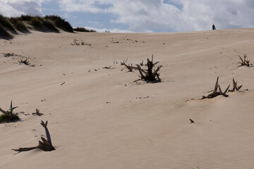 person walking up sand dune on a bright sunny day with blue sky and dead tree stump buried
