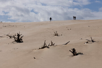 person walking up sand dune on a bright sunny day with blue sky and dead tree stump buried