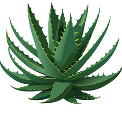 Aloe Plant Vector