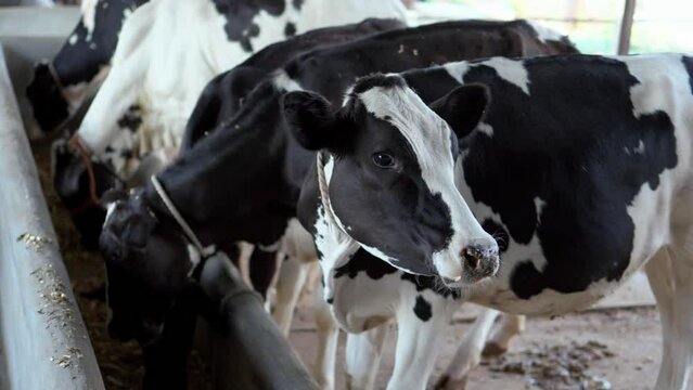 A calf eating fodder