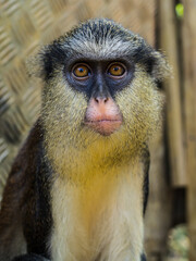 Monkey portrait