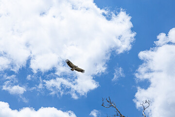 A majestic bird soaring in the sky