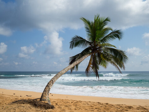 Palm tree hanging over Jale Beach, Sao Tome Island
