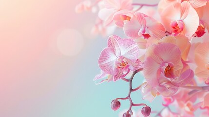 A pink and white flower with a pink stem