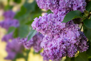Large lilac bush in spring. Bright flowers of spring lilac bush. Spring lilac flowers close-up. Twig beautiful varietal blooming flower