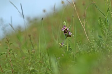 Hummel-Ragwurz (Ophrys holoserica)