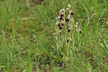 Hummel-Ragwurz (Ophrys holoserica)