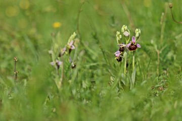 Hummel-Ragwurz (Ophrys holoserica)