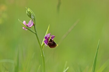 Hummel-Ragwurz (Ophrys holoserica)