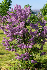 Large lilac bush in spring. Bright flowers of spring lilac bush. Spring lilac flowers close-up. Twig beautiful varietal blooming flower