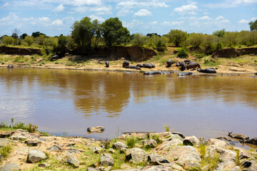 The Masai Mara River with lounging hippos, Kenya, natural reserve, safari
