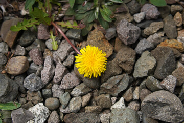 砂利の上の一輪のタンポポ 春の花