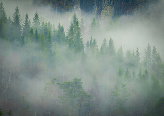 A misty forest with trees covered in fog