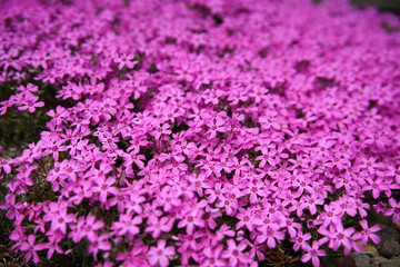 午後の満開のシバザクラ 北海道の春の花