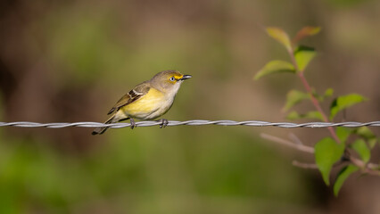 Yellow vireo songbird on wire
