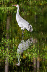 Sandhill Crane in water, with reflection