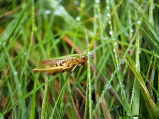 Cricket grass hopper in grass