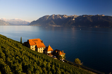 Houses in the vineyards of Lavaux, Switzerland