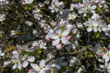 organic food and summertime, blossom of an apple tree on a sunny day
