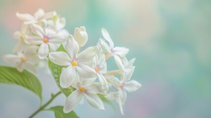 Obraz premium A bunch of white flowers with yellow centers