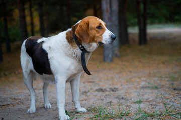 A thoroughbred hound stands alone in the forest. There are no people. He doesn't look at the camera. Sad , lost dog