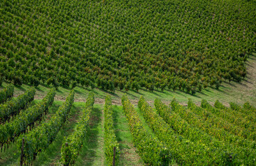 Series of parallel vineyard rows with green leaves and grapevine fruits