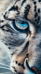 Obraz premium snow leopard eyes close up.