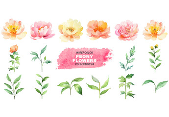 Watercolor painted style - peony flowers clipart isolated on transparent background. Created using Generative AI.