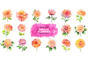 Watercolor painted style - dahlia flowers clipart isolated on transparent background. Created using Generative AI.