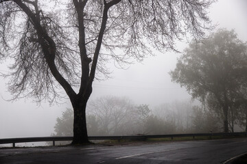 Section of national road 103, N103, between the municipalities of Viana do Castelo and Bragança, on a very cloudy, foggy day. Silhouette of trees.